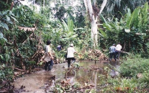 7. Researchers and residents of Salitral toss coconuts innoculated with Bti into ponds around the village. Photo courtesy of Palmira Ventosilla