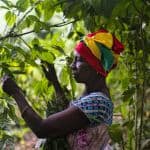 Applying a Gender Lens to Agribusiness: A Pathway to Economic Empowerment for Women
