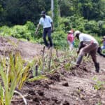 Rethinking Farming in Small Island Developing States: Five Major Trends in Jamaican Agriculture That Can Apply to Other Emerging Economies