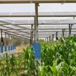 Can India Transition to Solar Without Leaving Farmers Behind? Lessons from Rajasthan's First Farmer-Owned Agri-PV Pilot