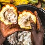 The Power of Women in Cocoa: Supporting Female Farmers Could Boost Liberia’s Access to Lucrative Premium Markets