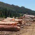 The Blind Spot in the EU’s New Deforestation Regulations: Laws and Satellites Don’t Save Forests — People Do The Blind Spot in the EU’s New Deforestation Regulations: Laws and Satellites Don’t Save Forests — People Do