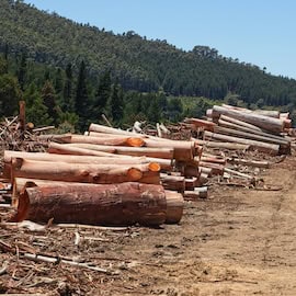 Deforestation in Africa