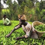 Measuring Systems Change in Agricultural Finance in Africa: Practical Metrics and Guidance for Detecting and Tracking Real Change