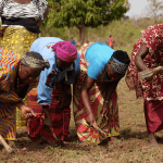 Fonio as a Cash Crop: How an Ancient Grain Can Provide a Solution for Food Security in West Africa – And a Model for Biodiverse Agriculture Around the World