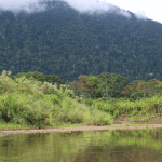 Cashing In on Sustainability: A Blended Finance Program Aims to Fight Climate Change by Catalyzing SME Investment in the Peruvian Amazon