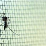 The World is Losing the Fight Against Malaria: Could Drones and AI Help Defeat the Disease Once and For All? The World is Losing the Fight Against Malaria: Could Drones and AI Help Defeat the Disease Once and For All?
