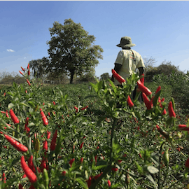 A chile farmer tending to his crops