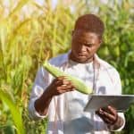 The Flawed Assumptions Behind AI for Agriculture: What Artificial Intelligence Can — And Can’t — Do for African Farmers The Flawed Assumptions Behind AI for Agriculture: What Artificial Intelligence Can — And Can’t — Do for African Farmers