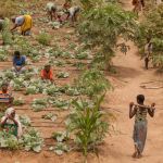Women, Wealth and Climate Resilience: The Transformative Power of Asset Creation in Africa Women, Wealth and Climate Resilience: The Transformative Power of Asset Creation in Africa