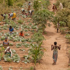 Women working in solar garden