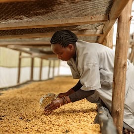 https://www.istockphoto.com/photo/female-farm-worker-scooping-coffee-beans-into-a-bowl-during-honey-process-gm1419257733-465665426
