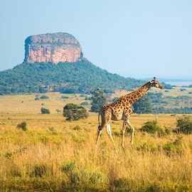 https://www.istockphoto.com/photo/giraffe-landscape-in-south-africa-gm958201790-261648232