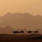 Unicorns vs. Camels: Three Lessons for Building Resilient Businesses – Despite the COVID-19 Crisis