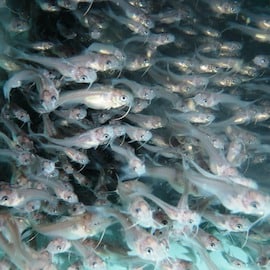 USFWS Fish & Aquatic Conservation